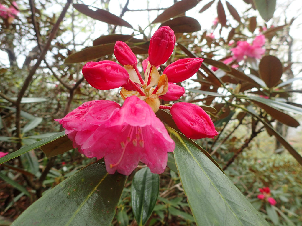 f:id:chkch:20180509203615j:plain