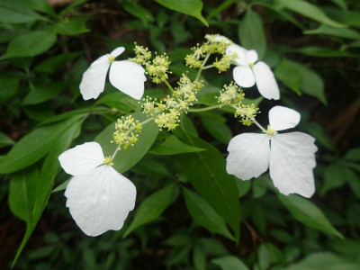 f:id:chkch:20180518213311j:plain f:id:chkch:20180518213311j:plain