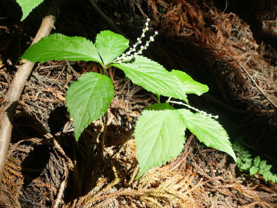 f:id:chkch:20180601212030j:plain