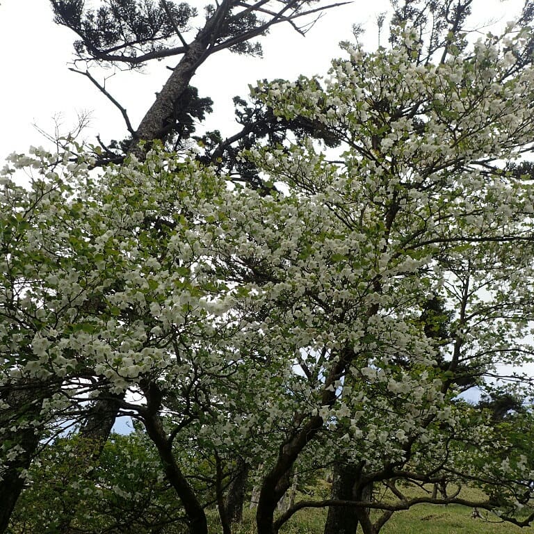 f:id:chkch:20180609221408j:plain