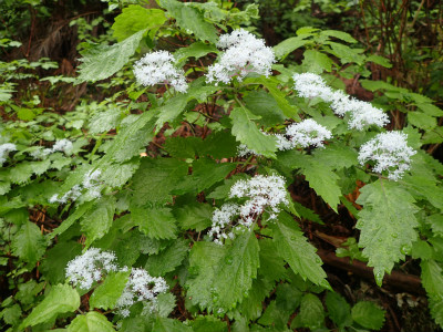 f:id:chkch:20180613185945j:plain