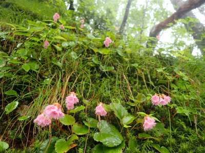 f:id:chkch:20180613190003j:plain