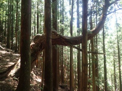 f:id:chkch:20180616213908j:plain