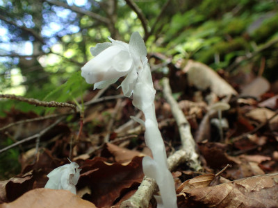 f:id:chkch:20180616213923j:plain