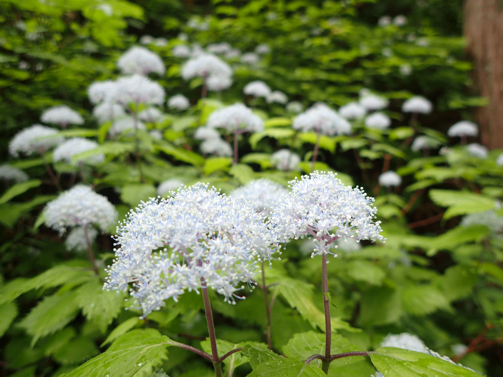 f:id:chkch:20180619223529j:plain