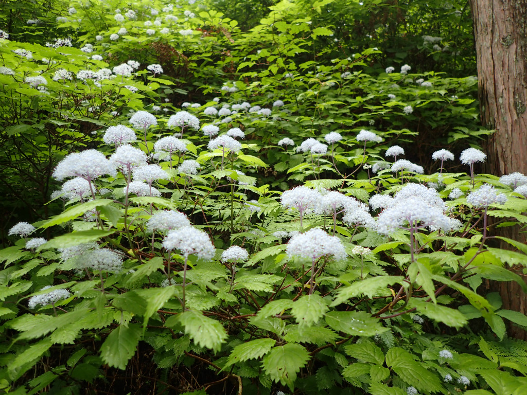 f:id:chkch:20180619223554j:plain