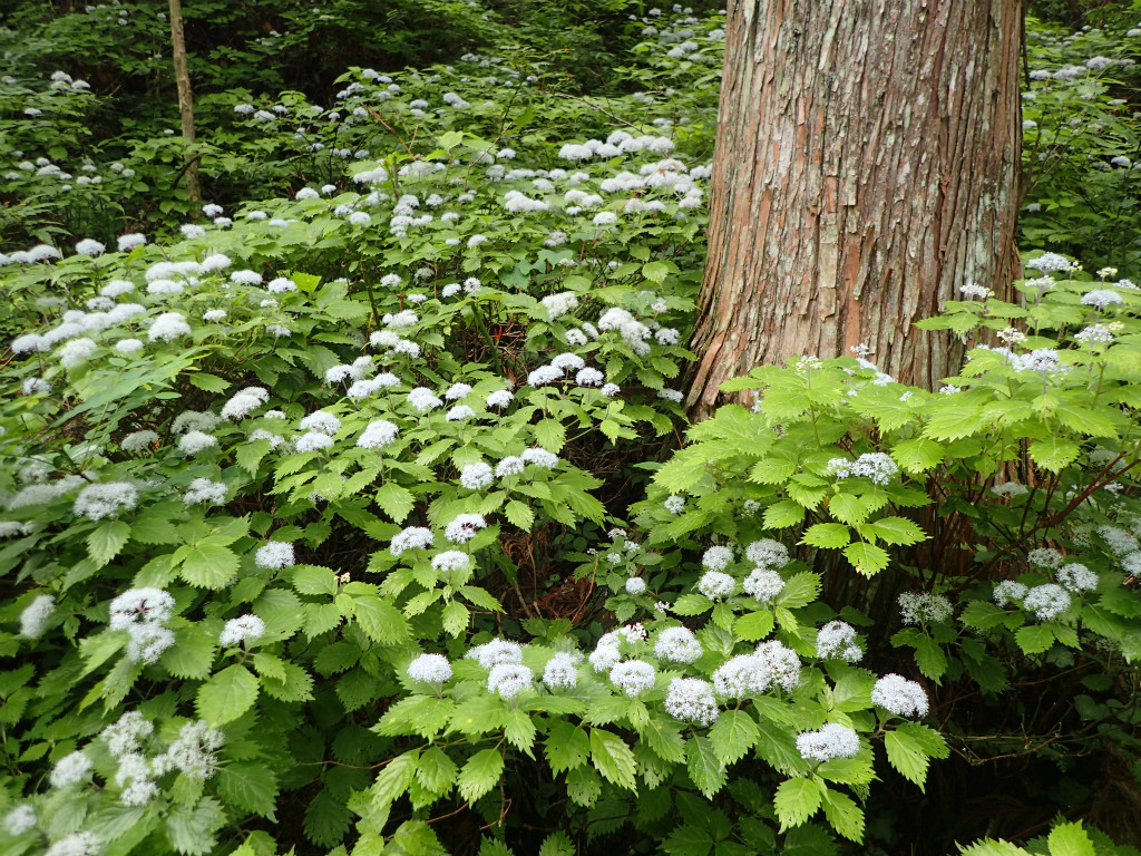 f:id:chkch:20180619223602j:plain