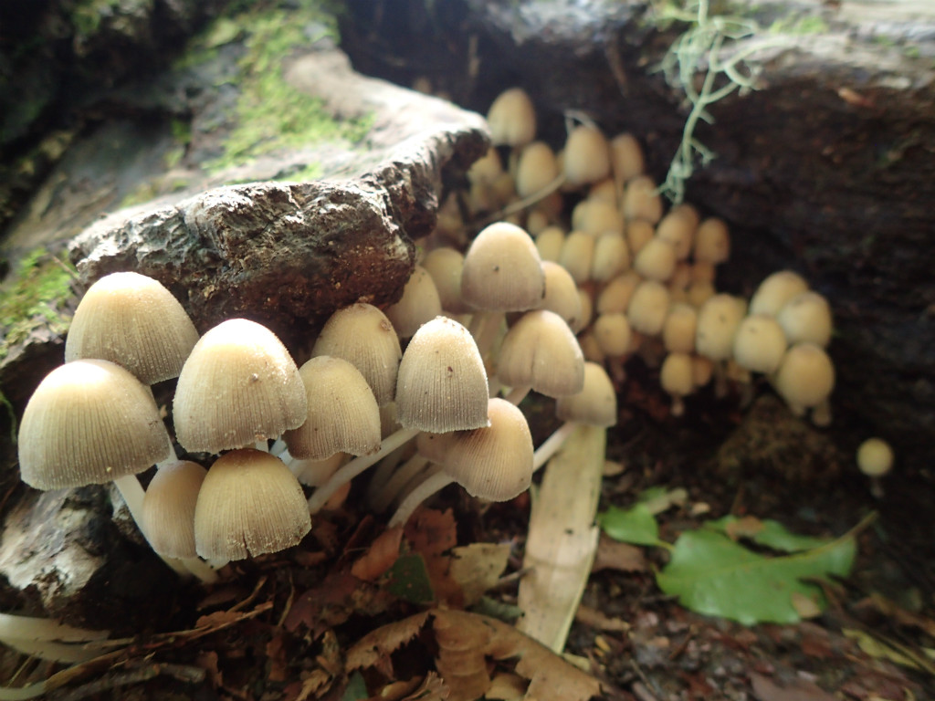 f:id:chkch:20180830191337j:plain