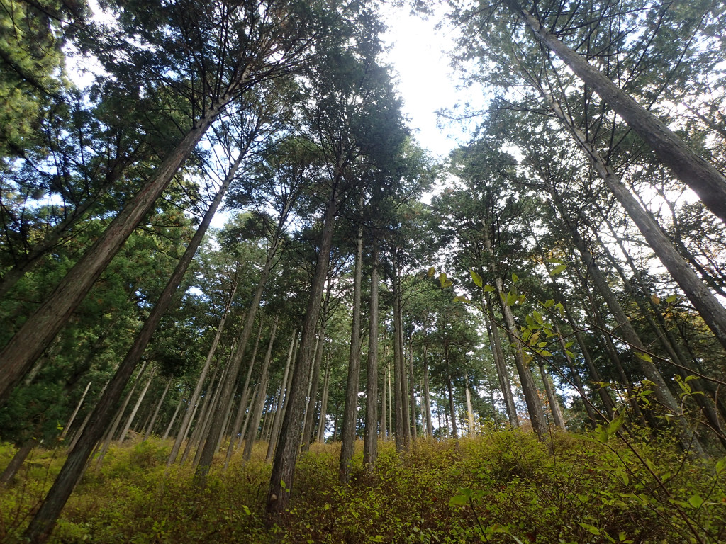 f:id:chkch:20181008155542j:plain