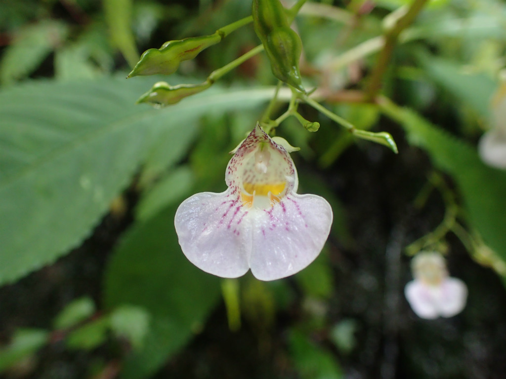 f:id:chkch:20181013222236j:plain