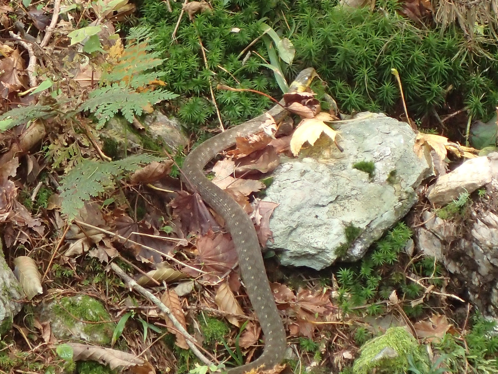 f:id:chkch:20181013222310j:plain