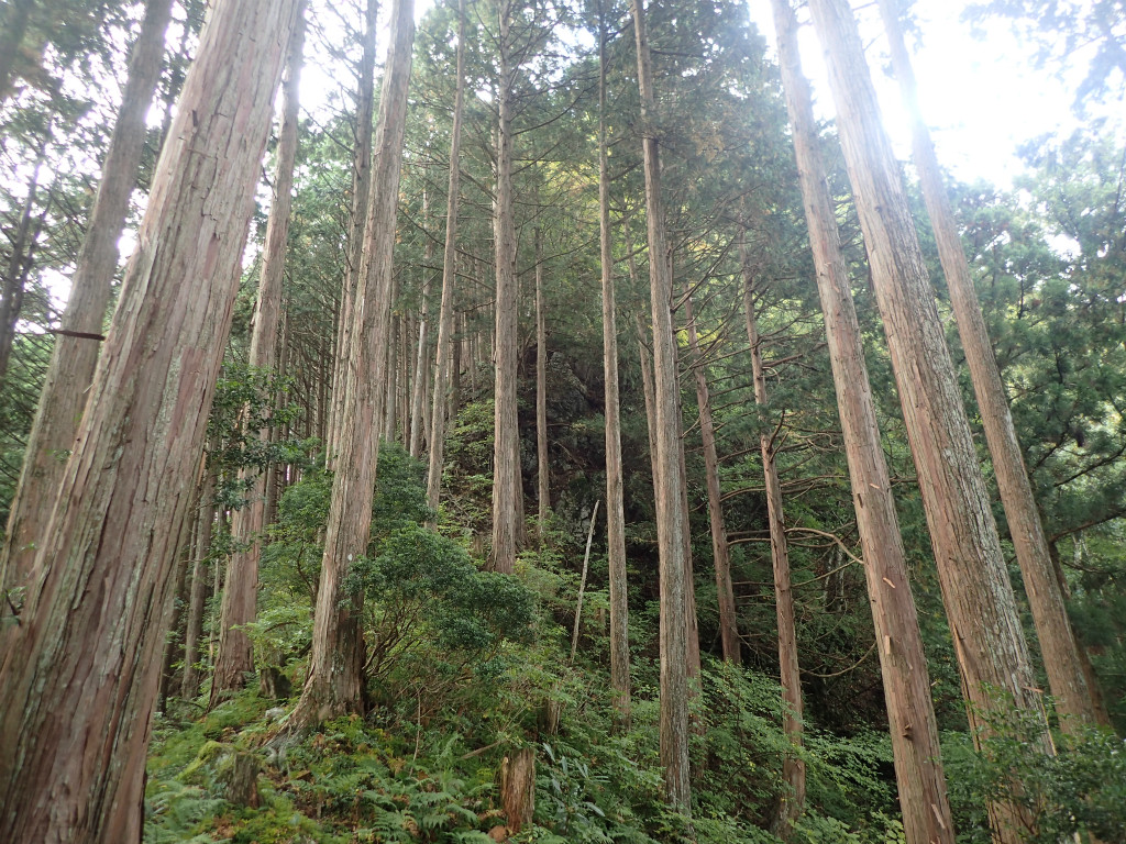 f:id:chkch:20181014225559j:plain