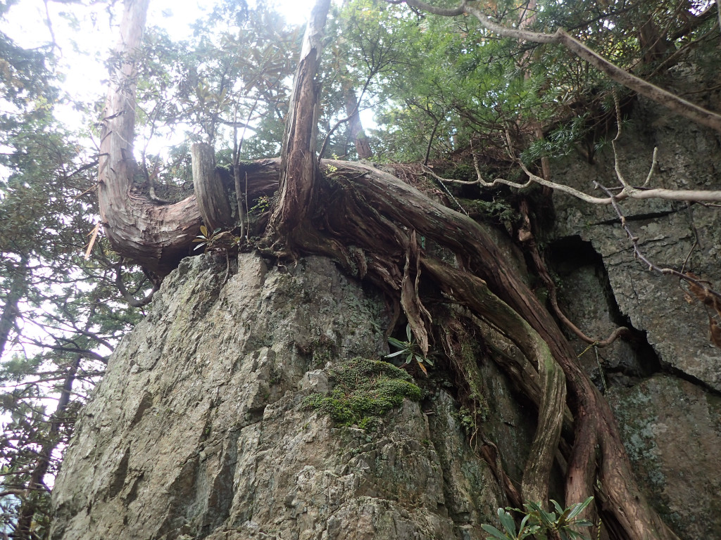 f:id:chkch:20181014225627j:plain