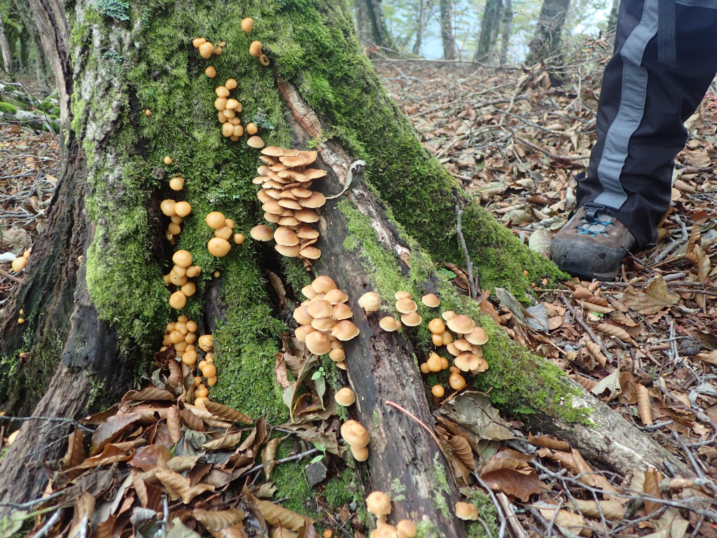 f:id:chkch:20181014225708j:plain