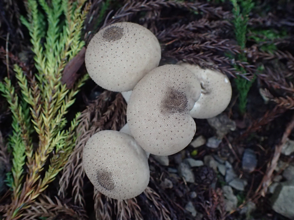 f:id:chkch:20181014225721j:plain