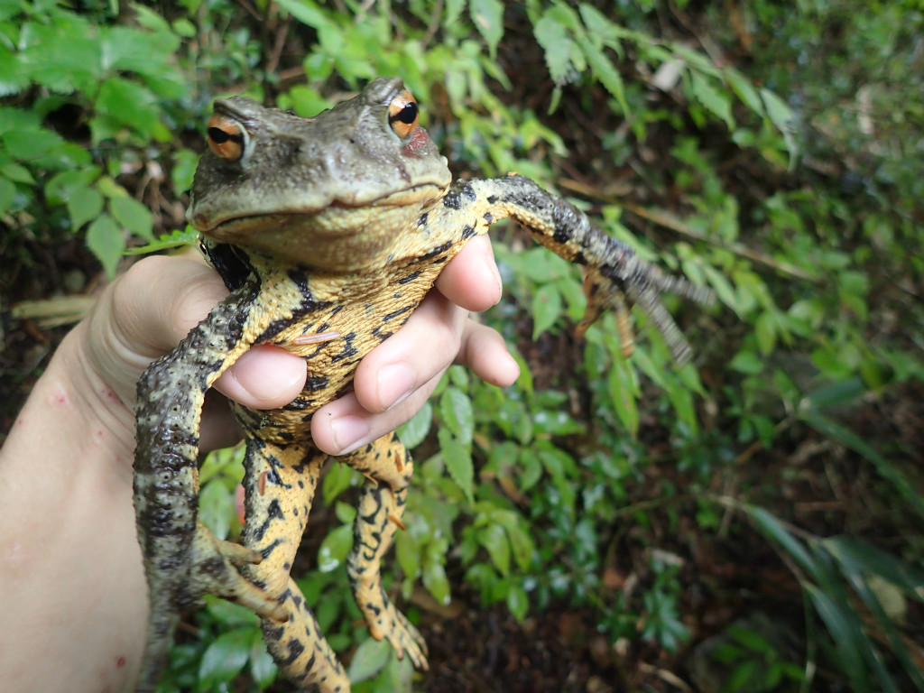 f:id:chkch:20181017220624j:plain