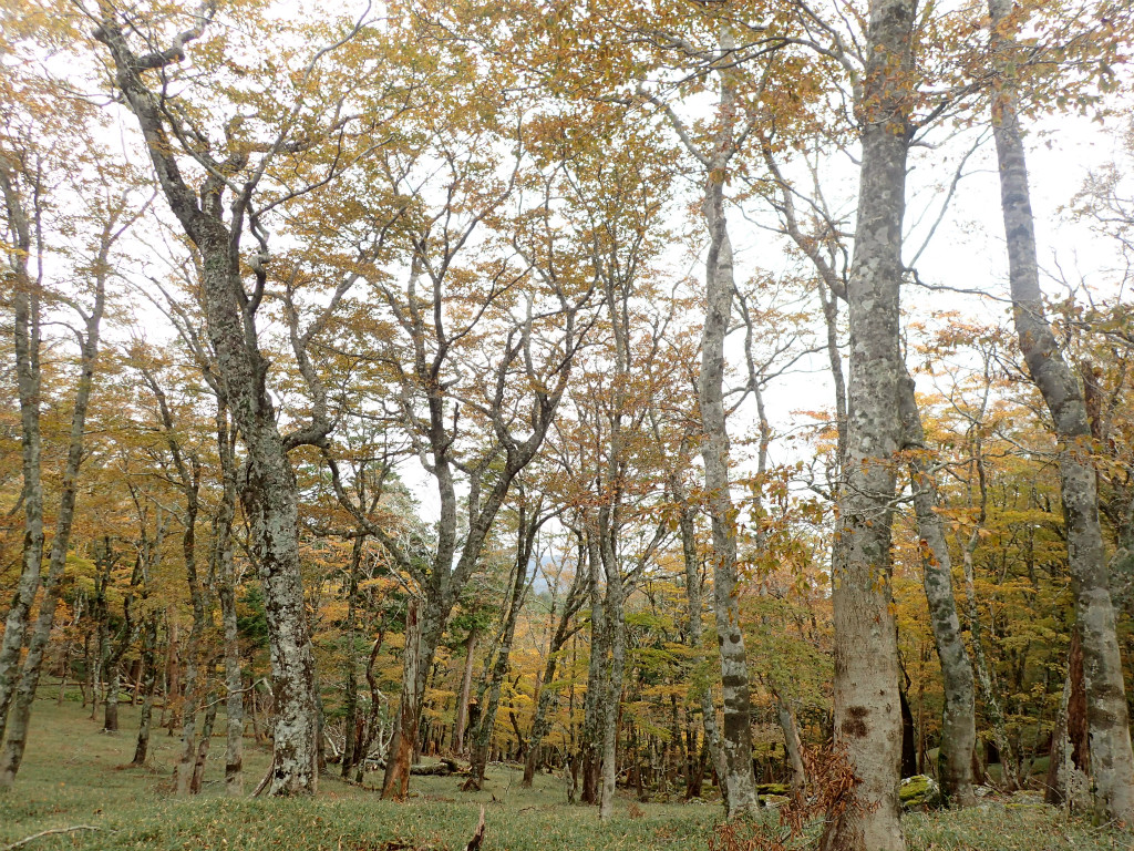 f:id:chkch:20181017220637j:plain