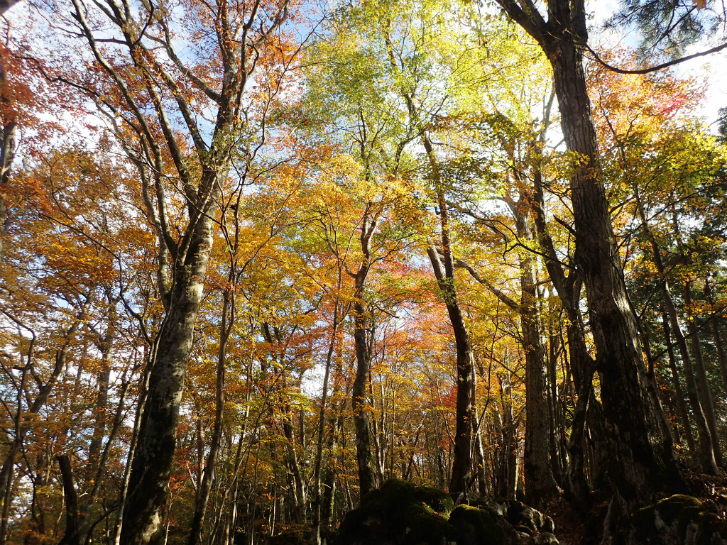 f:id:chkch:20181105220246j:plain