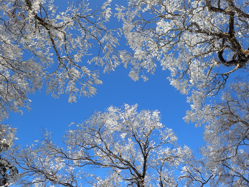 f:id:chkch:20190108234149j:plain