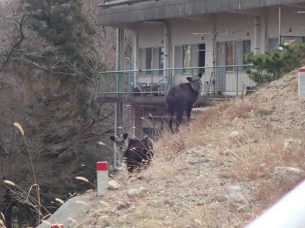 f:id:chkch:20190116145254j:plain f:id:chkch:20190116145254j:plain