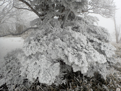 f:id:chkch:20190221215013j:plain