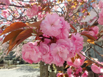 f:id:chkch:20190424150214j:plain