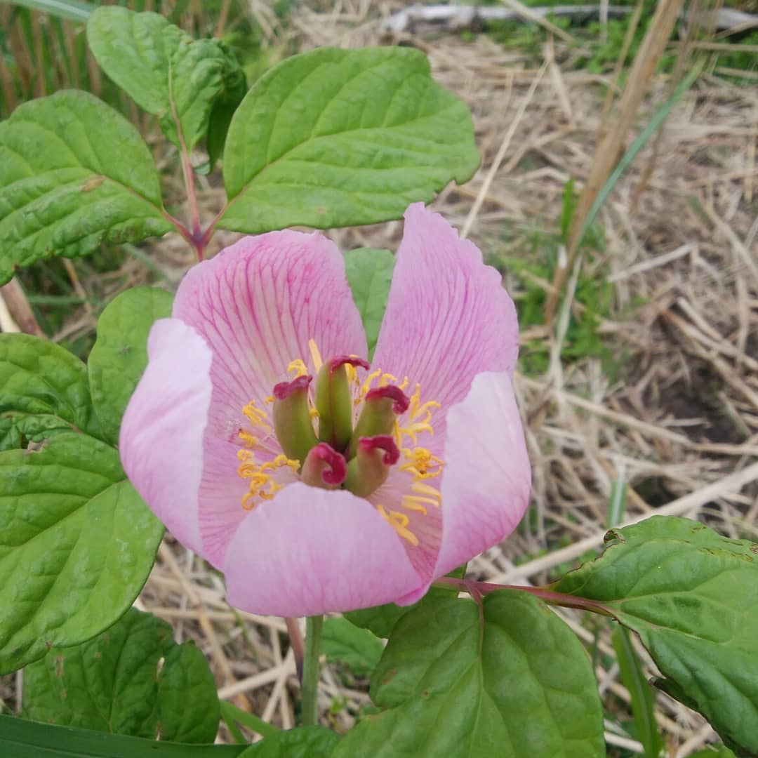 f:id:chkch:20190612171910j:plain