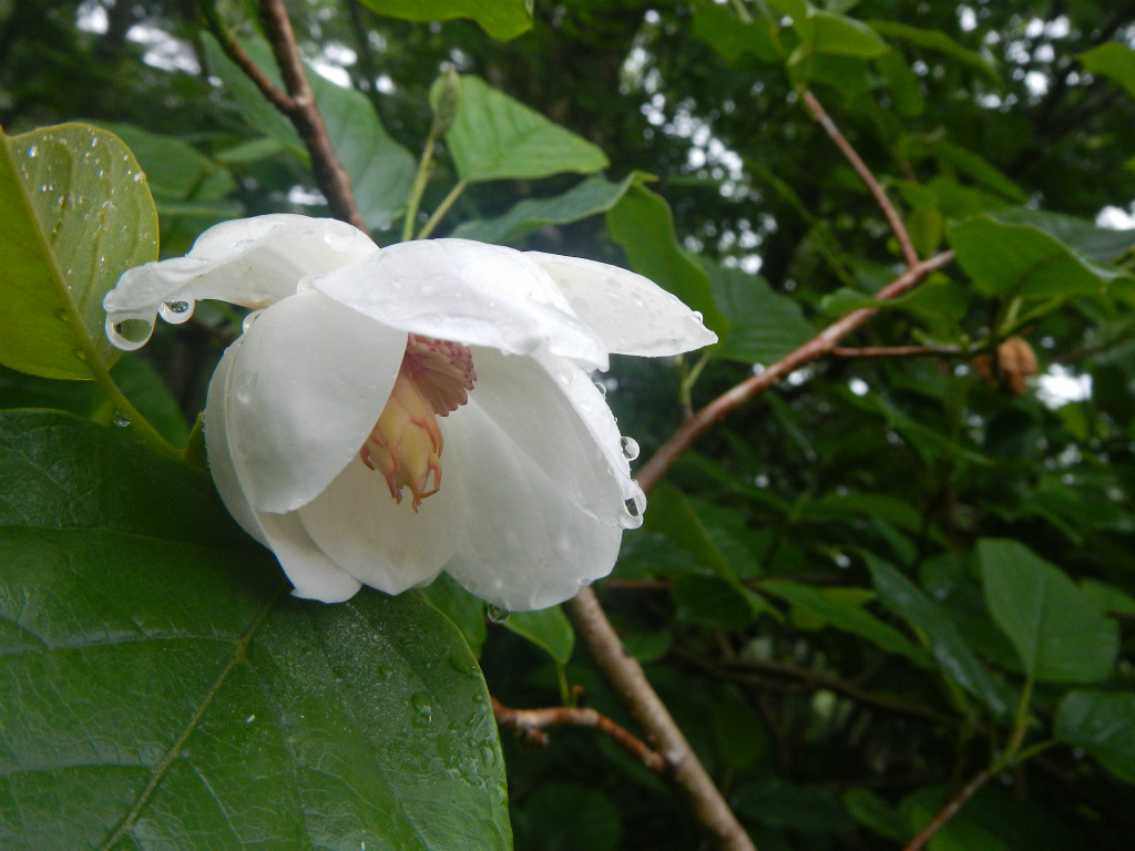 f:id:chkch:20190621184746j:plain f:id:chkch:20190621184746j:plain