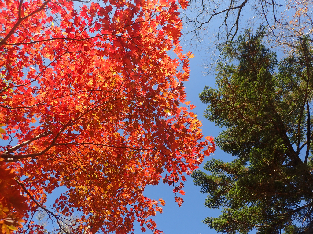 f:id:chkch:20201104000943j:plain f:id:chkch:20201104000943j:plain