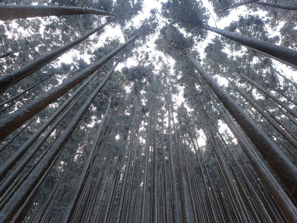 f:id:chkch:20210110103908j:plain