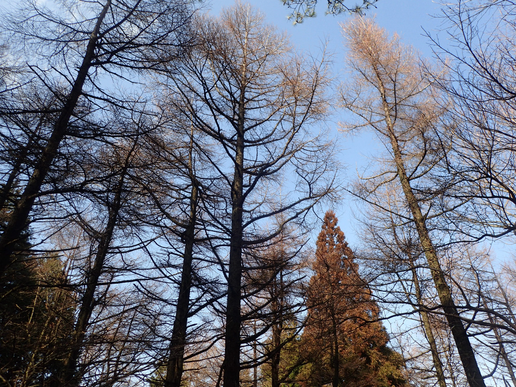 f:id:chkch:20210213103223j:plain