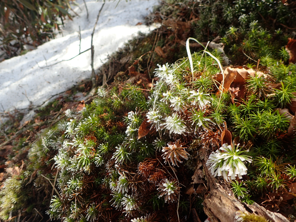 f:id:chkch:20210223233939j:plain