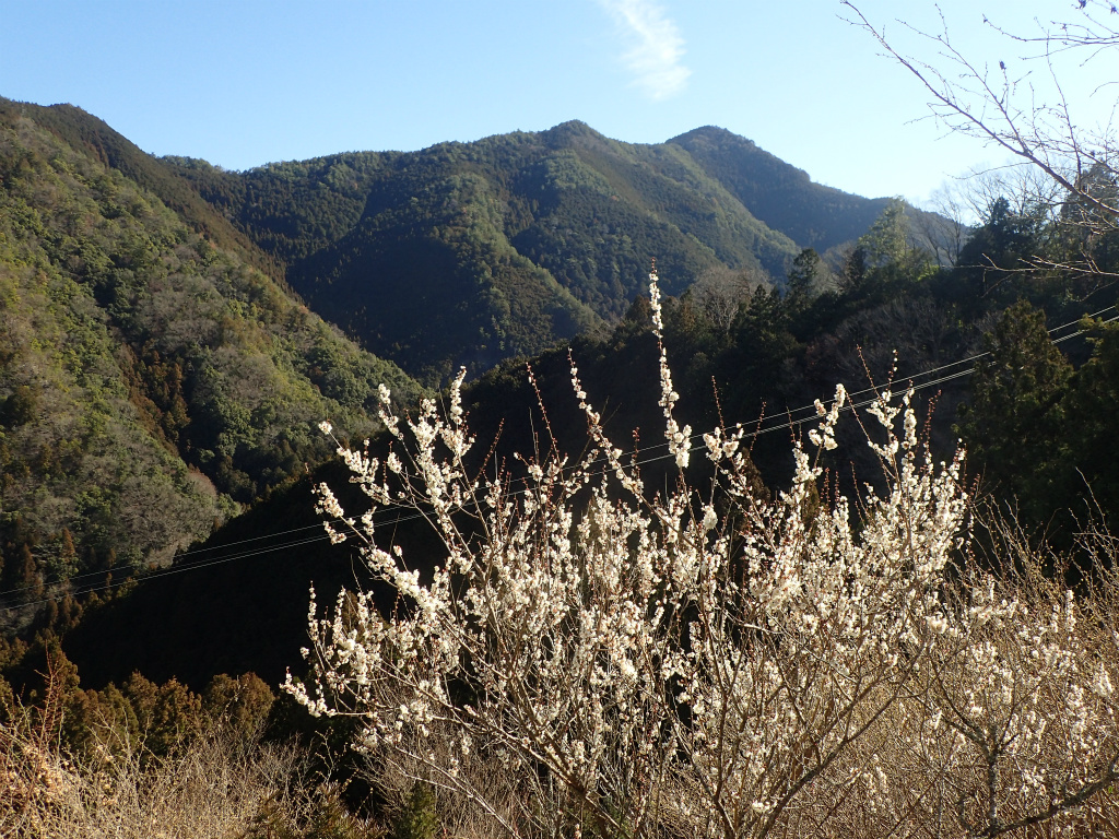 f:id:chkch:20210225211950j:plain