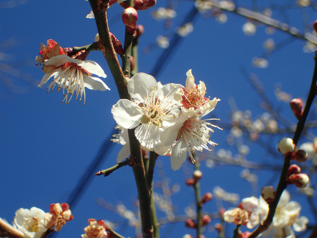 f:id:chkch:20210225211957j:plain