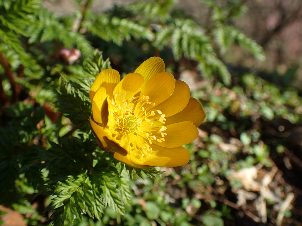 f:id:chkch:20210225212013j:plain