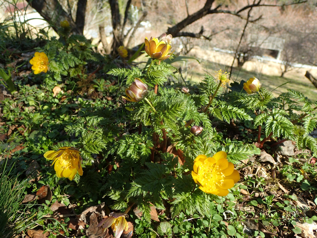 f:id:chkch:20210225212020j:plain