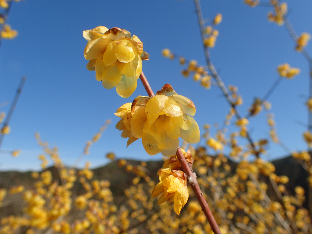 f:id:chkch:20210225212040j:plain