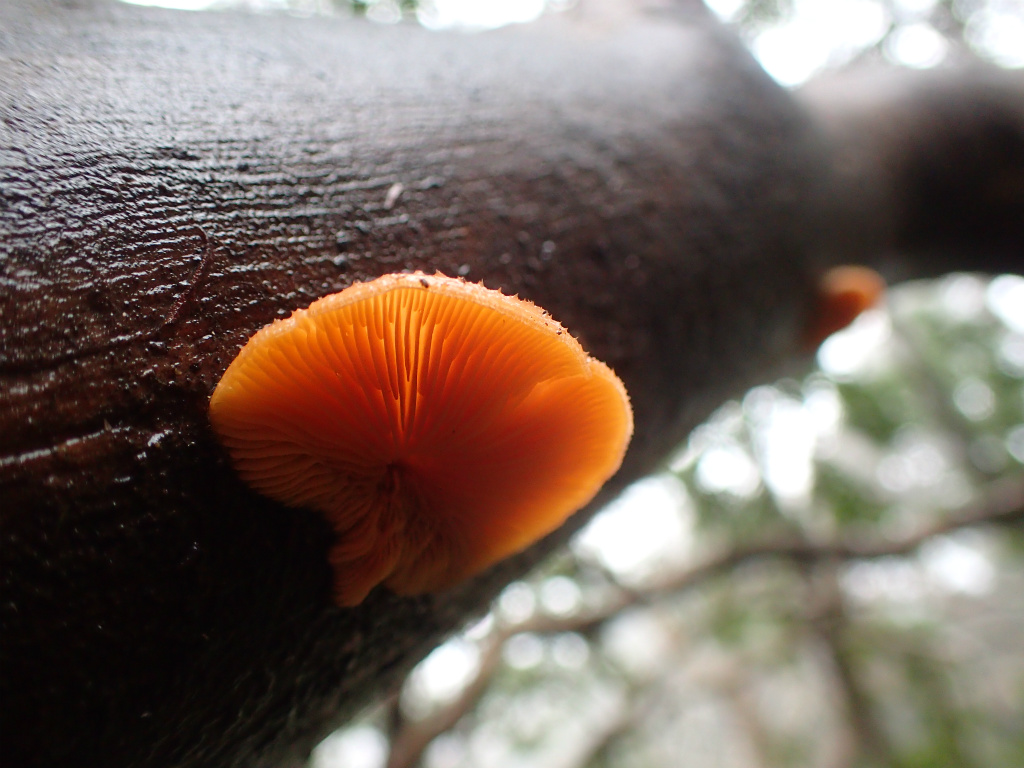 f:id:chkch:20210313222059j:plain