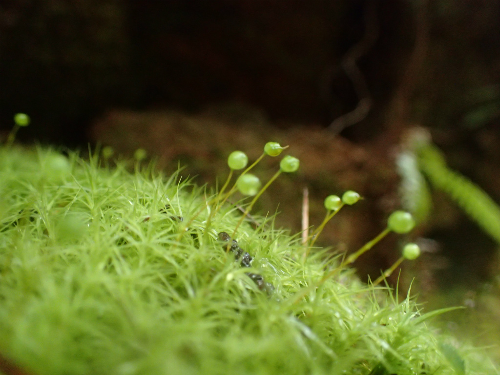 f:id:chkch:20210313222125j:plain