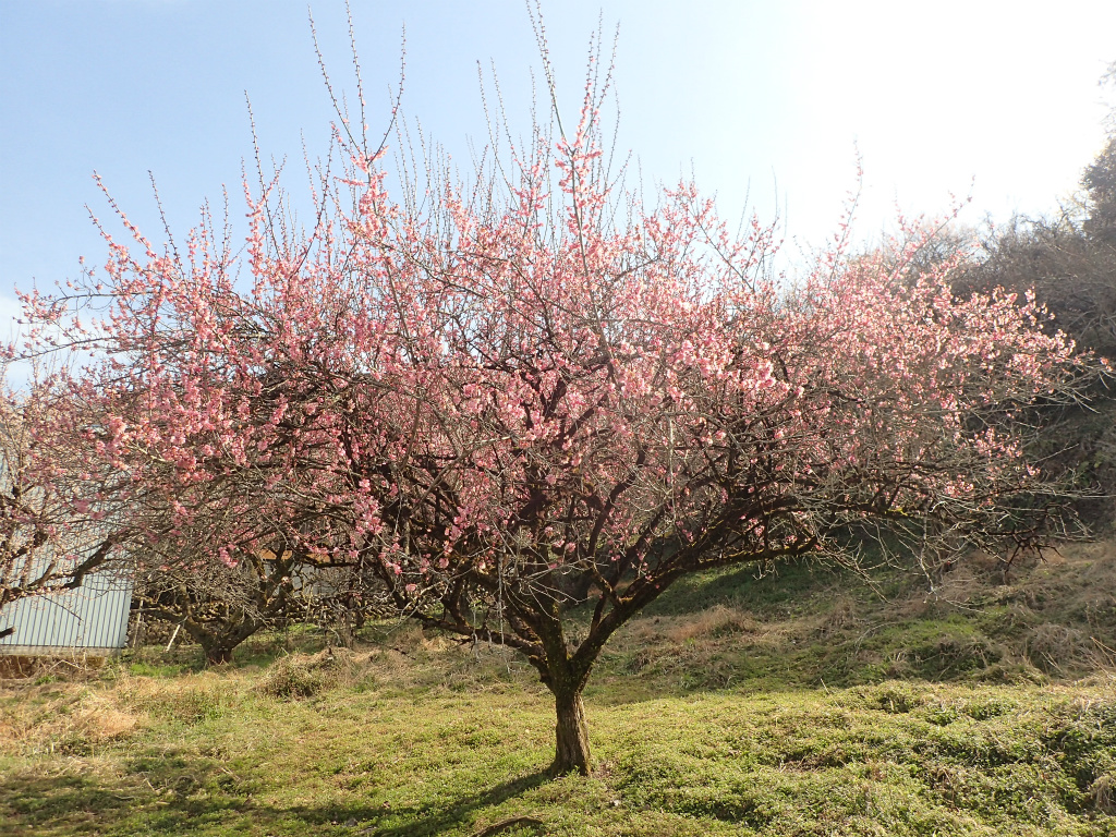 f:id:chkch:20210316164719j:plain