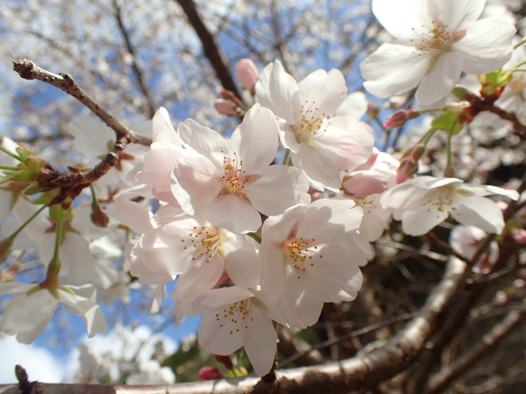 f:id:chkch:20210322223225j:plain