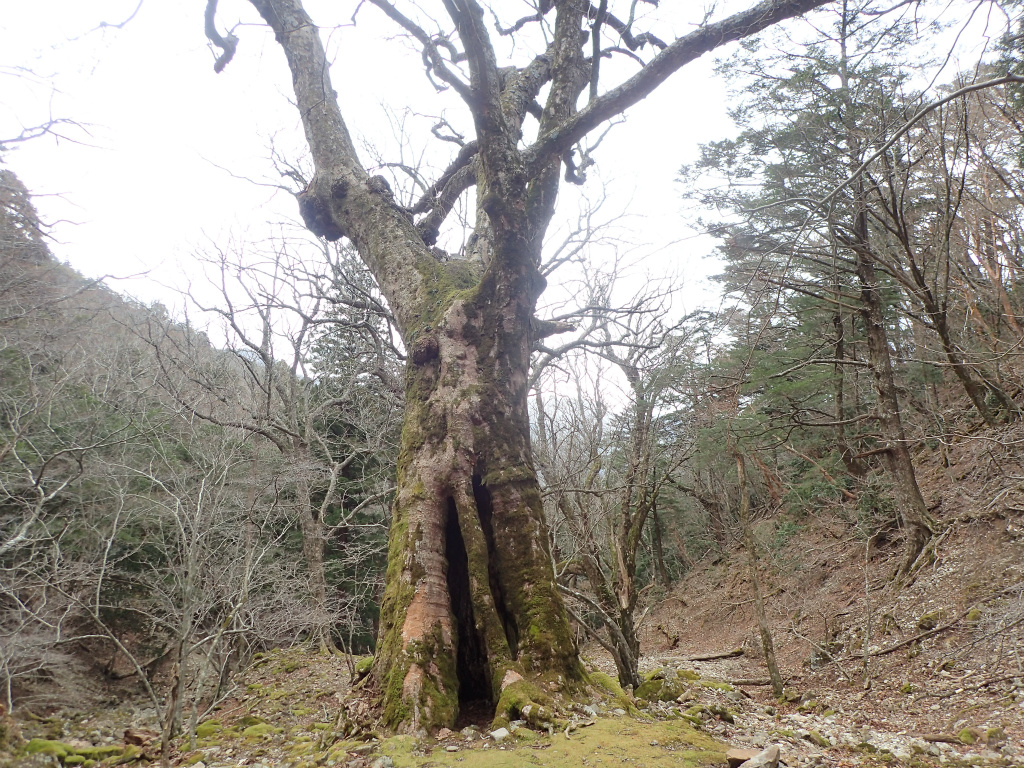 f:id:chkch:20210322223308j:plain