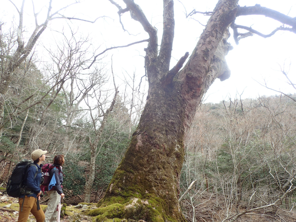 f:id:chkch:20210322223314j:plain