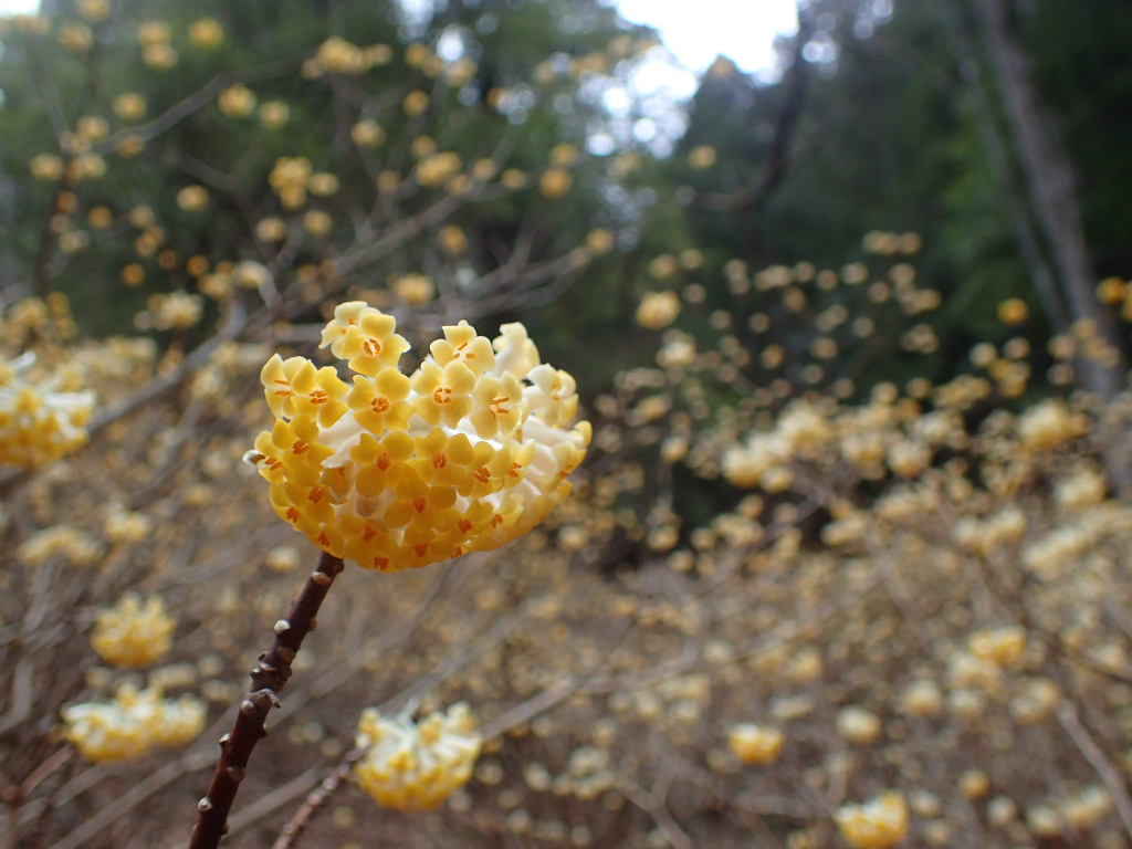 f:id:chkch:20210322223320j:plain