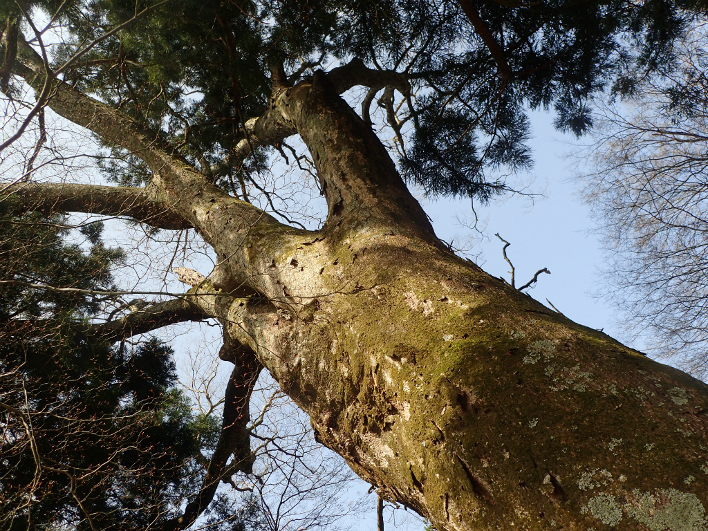 f:id:chkch:20210401221751j:plain