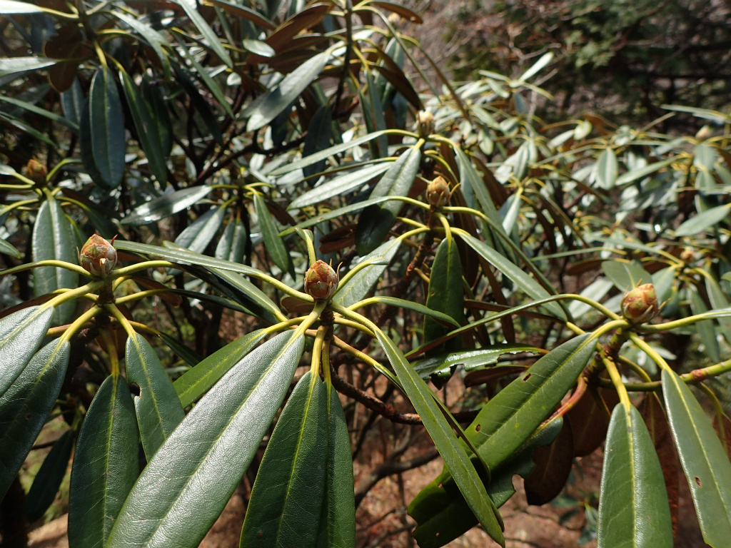 f:id:chkch:20210406090812j:plain