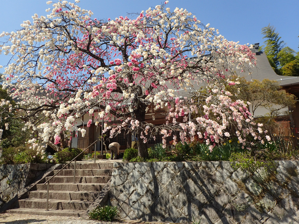 f:id:chkch:20210411223733j:plain