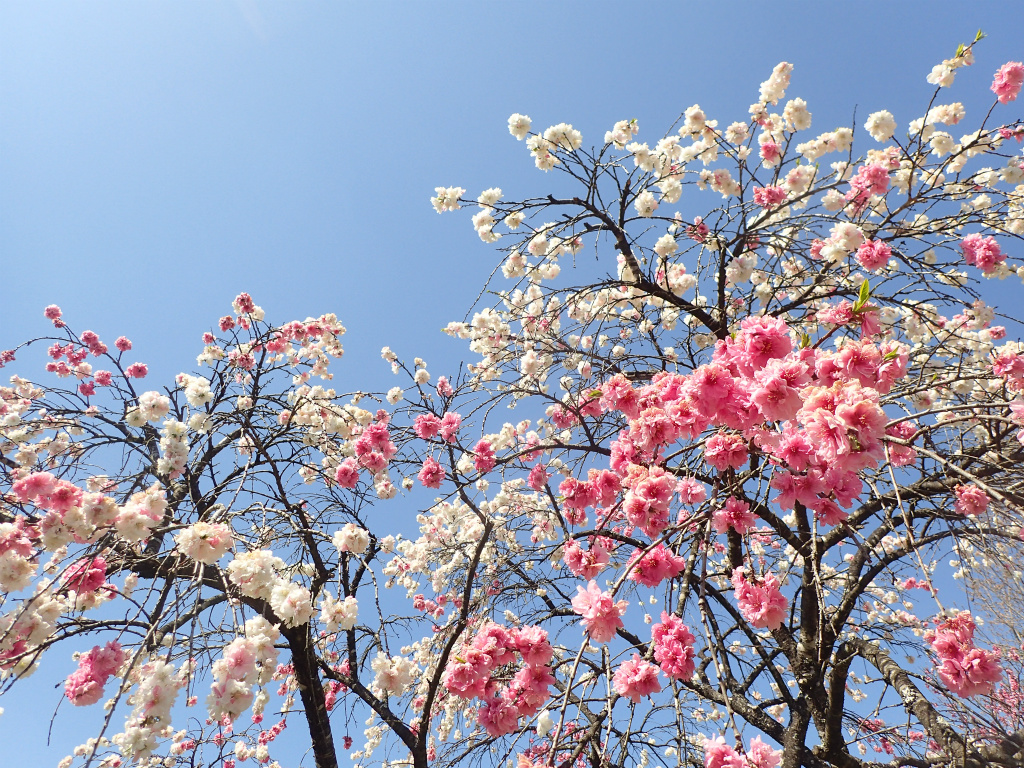 f:id:chkch:20210411223740j:plain