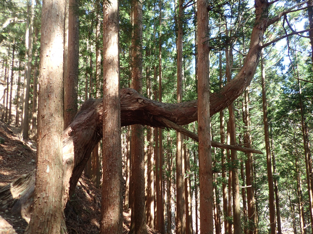 f:id:chkch:20210425224200j:plain