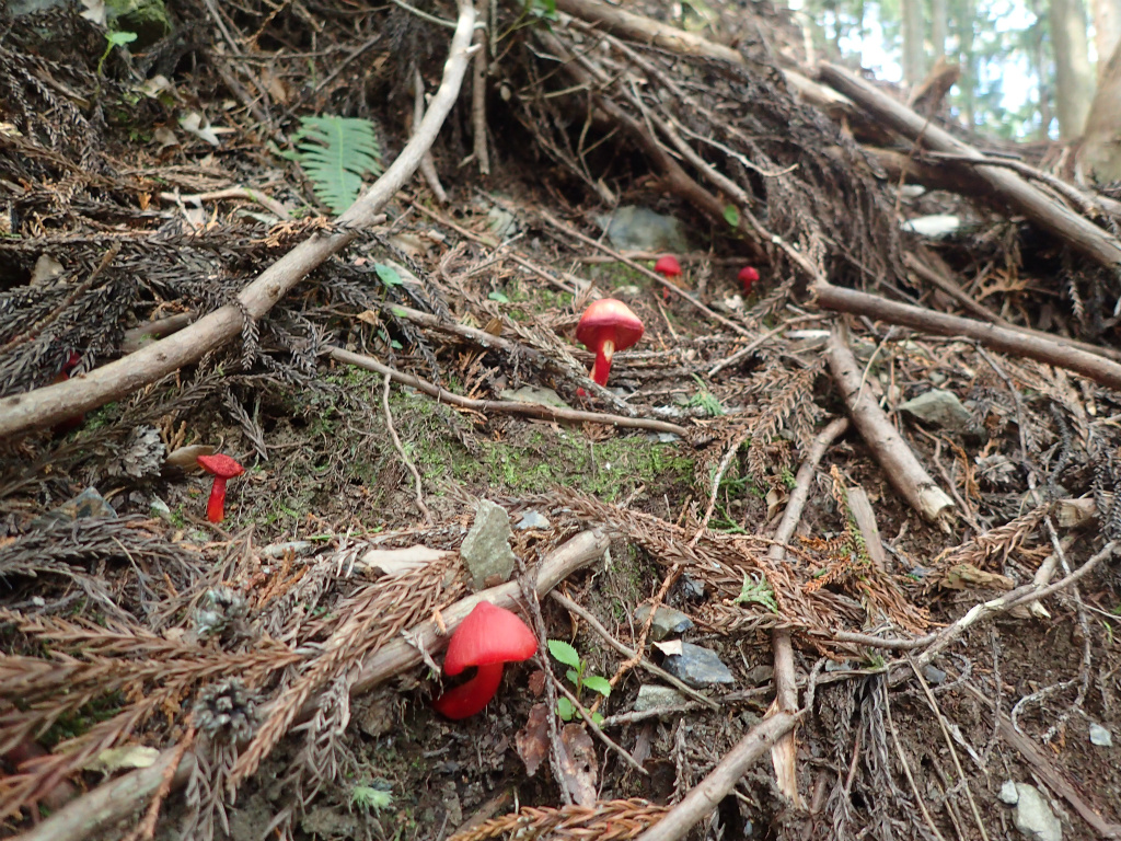 f:id:chkch:20210428102903j:plain